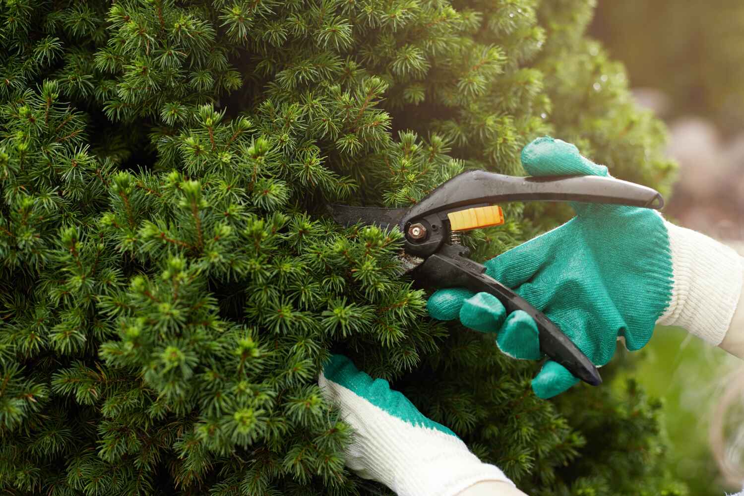 Best Emergency Tree Service  in Marion Oaks, FL